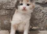 Esme - Maine Coon Kitten For Sale - Hollywood, FL, US