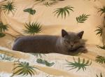 George - British Shorthair Cat For Sale - Auburn, IN, US