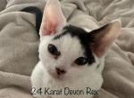 Hope - Devon Rex Cat For Sale - Brooksville, FL, US