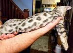 Silver Male Green Collar - Bengal Cat For Sale - Bradner, OH, US