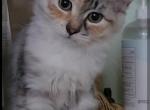 Golda - Siberian Cat For Sale - New York, NY, US