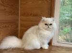 Chinchilla Boy - Persian Cat For Sale - Williamsburg, VA, US