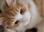 Dima neutered microchip - Siberian Cat For Sale - New York, NY, US