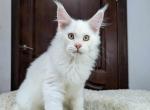 Prince - Maine Coon Kitten For Sale - Miami, FL, US