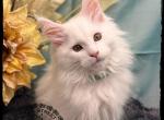 Corduroy and Porsche litter - Maine Coon Cat For Sale - Wisconsin Rapids, WI, US