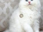 Lucas Litter - British Shorthair Kitten For Sale - Tampa, FL, US