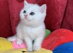 Bri Sam - British Shorthair Kitten For Sale - New York, NY, US