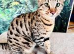 Alex Savannah great guy - Savannah Cat For Sale - FL, US