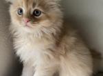 Maze - Scottish Fold Cat For Sale - Auburn, WA, US