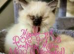 Minnie girl - Ragdoll Cat For Sale - Mount Joy, PA, US