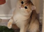 Luis - British Shorthair Cat For Sale - Chino, CA, US