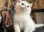 British Shorthair - British Shorthair Cat For Sale - Houston, TX, US