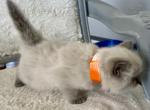 Lindsay - Ragdoll Kitten For Sale - Mount Joy, PA, US