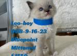 Leo - Ragdoll Kitten For Sale - Mount Joy, PA, US