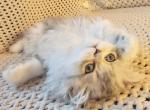 Silver Shaded Chinchilla boy 1 - Persian Kitten For Sale - VA, US