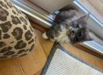 Hazel - Maine Coon Cat For Sale - Buford, GA, US