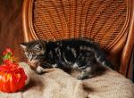 Cindy - Scottish Straight Kitten For Sale - North Richland Hills, TX, US