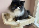 Lucas - Persian Kitten For Sale - Duluth, GA, US