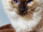 Freddie the Ragdoll - Ragdoll Cat For Sale - New York, NY, US