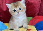 Bri Kat - British Shorthair Kitten For Sale - 