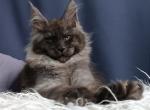 Nega - Maine Coon Cat For Sale - Hollywood, FL, US