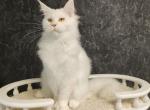 Lion Polydactyl - Maine Coon Cat For Sale - Hollywood, FL, US