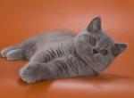 Pepsi - British Shorthair Cat For Sale - Hollywood, FL, US