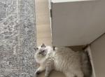 Jacques - Siberian Kitten For Sale - Denver, CO, US