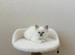 Navy - Ragdoll Cat For Sale - Denver, CO, US