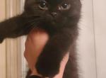 Smockey - Scottish Fold Kitten For Sale - Seattle, WA, US