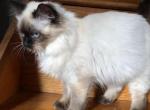 May kittens - Himalayan Cat For Sale - Vestal, NY, US