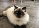 Yoshkas litter - Himalayan Cat For Sale - Vestal, NY, US