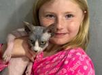 Sphynx Female  Kittens - Sphynx Cat For Sale - Hallandale, FL, US