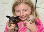 Sphynx - Sphynx Cat For Sale - Hallandale, FL, US