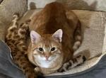 Garfield Senior - Bengal Cat For Sale - Concord, NH, US
