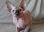 Aleyla - Sphynx Cat For Sale - Norwalk, CT, US