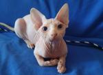 Anora - Sphynx Cat For Sale - Norwalk, CT, US