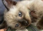 Gi - Siamese Cat For Sale - Catasauqua, PA, US