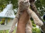 Fred - Maine Coon Cat For Sale - Hollywood, FL, US