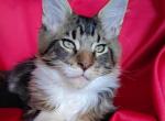 Foxy - Maine Coon Cat For Sale - New York, NY, US