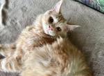 Pure Silver Red Main coon - Maine Coon Cat For Sale - FL, US