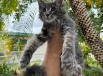 Milo - Maine Coon Cat For Sale - Hollywood, FL, US