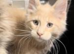 Nico - Maine Coon Cat For Sale - Hollywood, FL, US