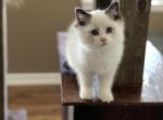Bicolored Boy - Ragdoll Kitten For Sale - VA, US