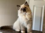 Lip - Ragdoll Kitten For Sale - VA, US