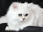 Adopted CFA Persian Silver Chinchilla Girl - Persian Cat For Sale - Atlanta, GA, US