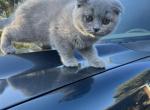 Remy - Scottish Fold Cat For Sale - Nashville, TN, US