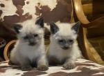 Siamese - Siamese Cat For Sale - Gainesville, MO, US