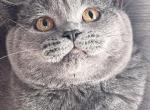 Tayson - British Shorthair Cat For Sale - New York, NY, US