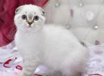 Chester - Scottish Fold Cat For Sale - NY, US